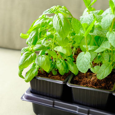 Nursery pots
